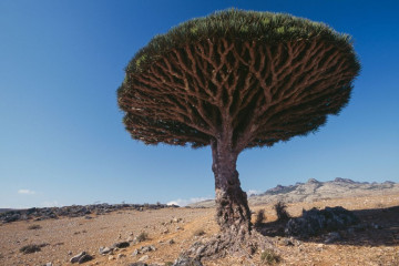 A Dragon tree on Socotra Island, Yemen. [Getty]