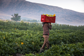  A teenage boy carrying zucchini in a basket at a farm. Syrian refugees fleeing from war, work on agricultural farms in the Bekaa Valley for 15 hours a day during summer, earning a maximum of $8USD per day