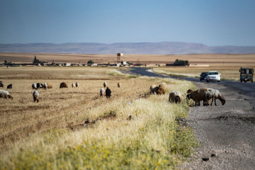 NE Syria farmers