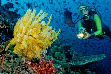 Diver and yellow Crinoid and Redtooth Triggerfishes, Odonus niger, Maldives, Indian Ocean, Meemu Atoll 