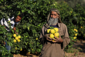 Palestinian farmers work pick citrus fruits from trees during the citrus harvest season in Khan Yunis in the southern Gaza Strip, on November 7, 2022.