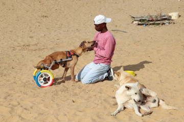 How Sulala Animal Rescue shelter saves Gaza's petrified pets