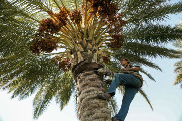 Date palms Iraq