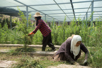 Farmers work a sapling at the Sarchinar tree nursery in the Kurdish city of Sulaimaniyah