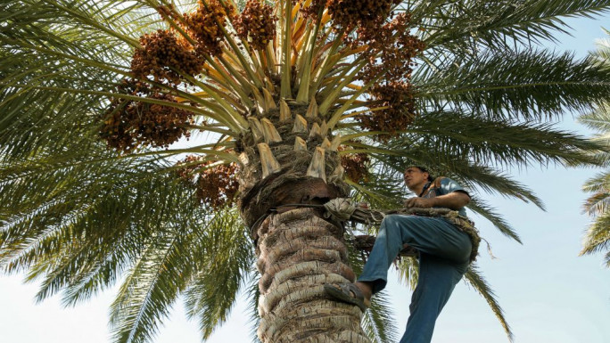 Date palms Iraq