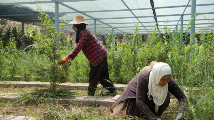 Farmers work a sapling at the Sarchinar tree nursery in the Kurdish city of Sulaimaniyah