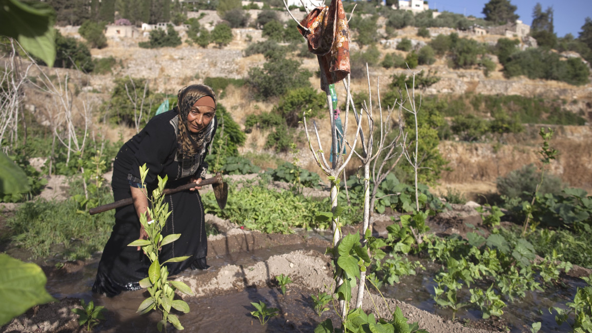 A Palestinian farmer irrigates her land in the West Bank village of Battir, located between Jerusalem and Bethlehem, on June 17, 2012, where eight living families take daily turns watering their crops from the natural springs. 