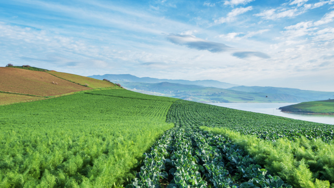 Scenic view of agricultural field against sky,Algeria