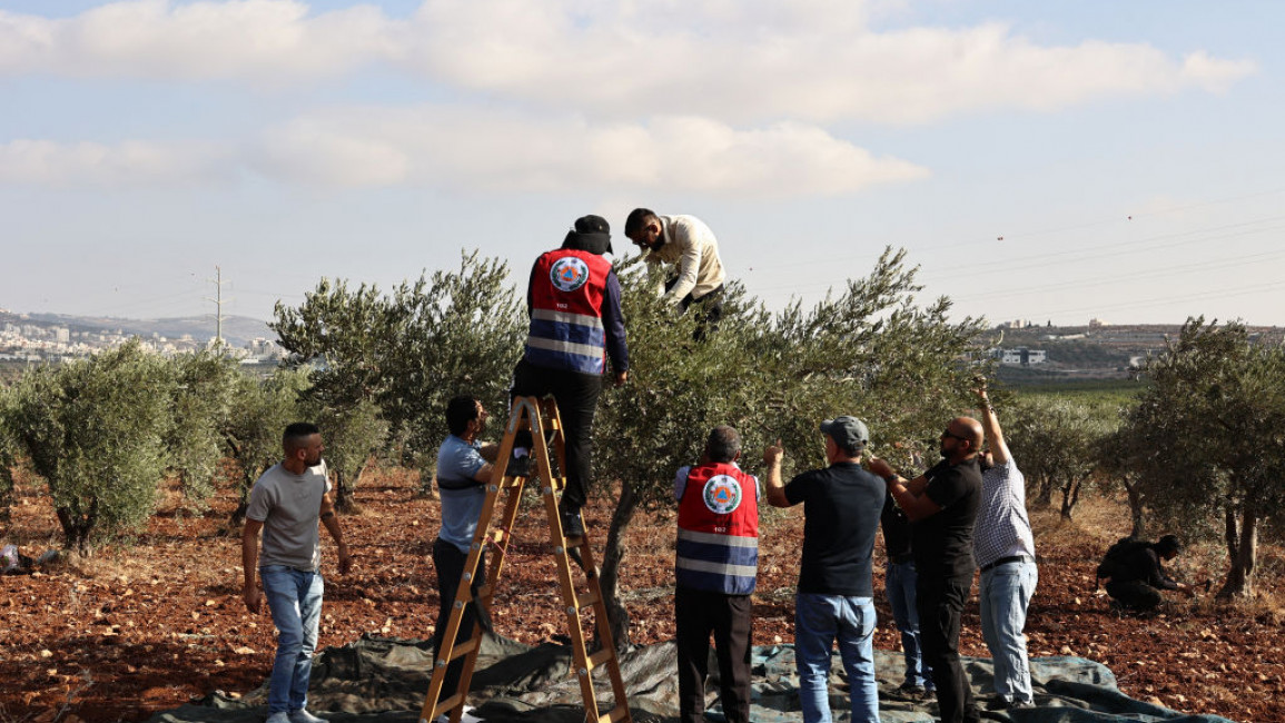 Palestinian and foreign volunteers help in olive picking during the harvest season in the village of Qusra