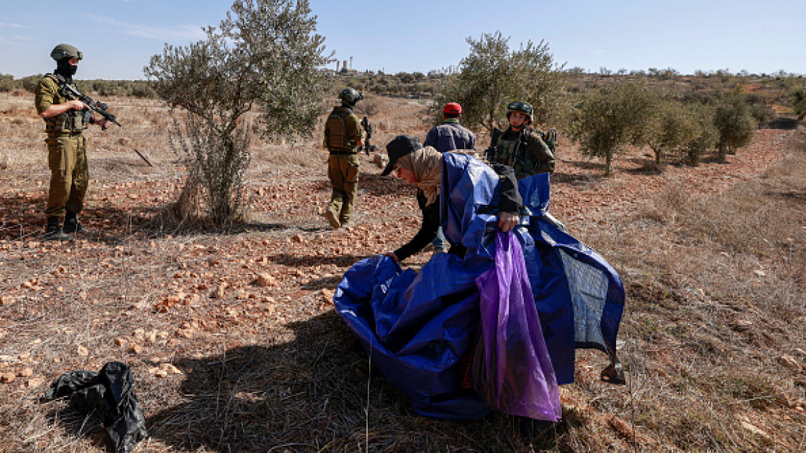 Palestine- West Bank- Olive harvest