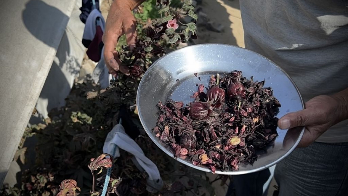 Palestinian farmers start to grow vegetables in tents they live in due to their limitations obtaining many vital needs, including basic food supplies as a result of Israeli attacks and blockades in Khan Yunis, Gaza on November 12, 2024. 