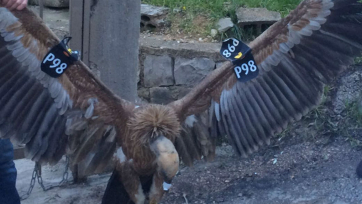 Lebanon vulture 