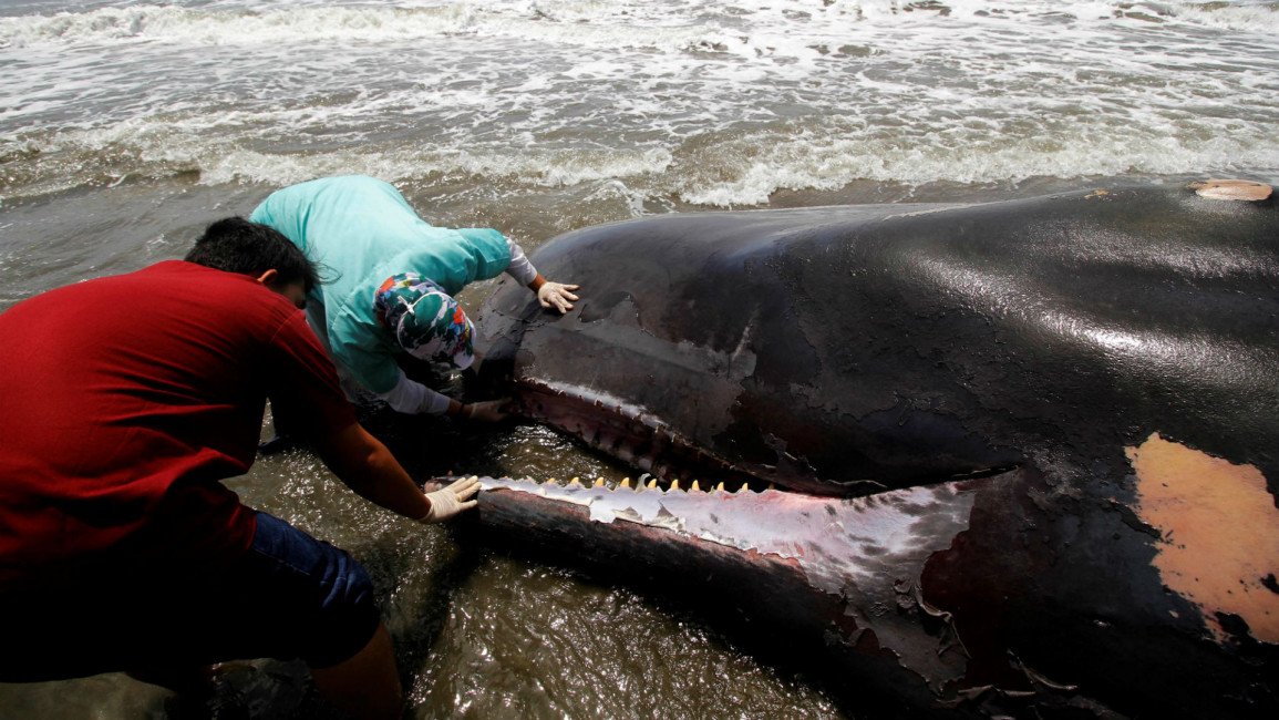 Dead Sperm Whale