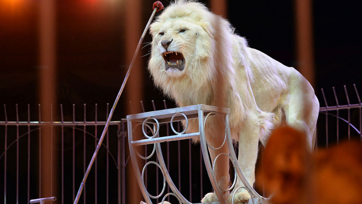 lion circus getty